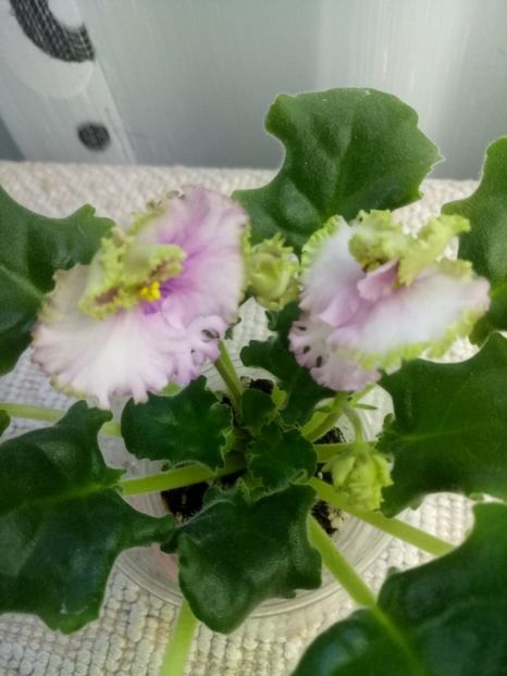 8 dec - ZZ LE Zelenaya Rosa - LE Green Rose