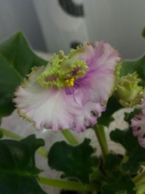 8 dec - ZZ LE Zelenaya Rosa - LE Green Rose