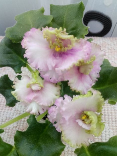 13 dec - ZZ LE Zelenaya Rosa - LE Green Rose