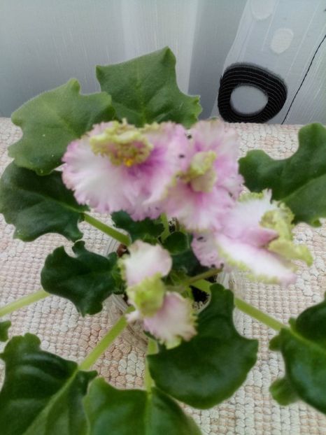 13 dec - ZZ LE Zelenaya Rosa - LE Green Rose