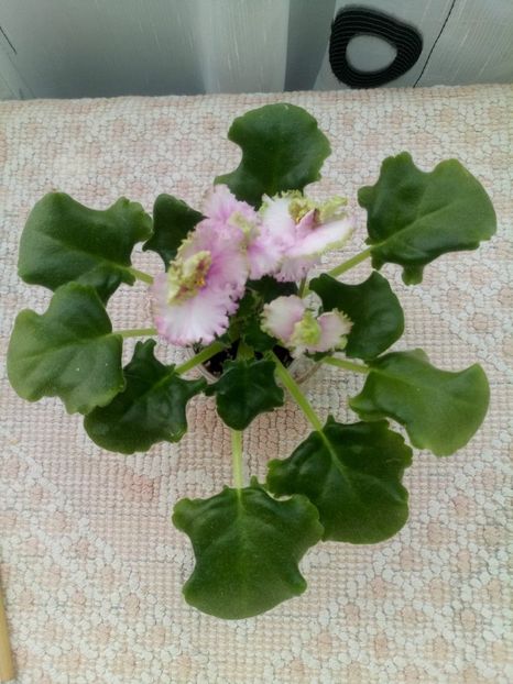 13 dec - ZZ LE Zelenaya Rosa - LE Green Rose