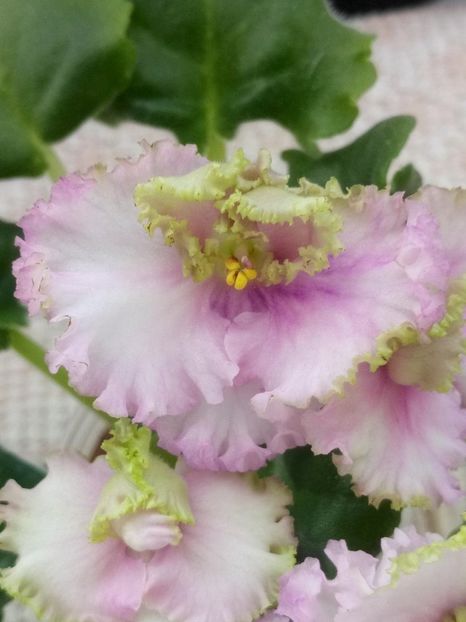 13 dec - ZZ LE Zelenaya Rosa - LE Green Rose