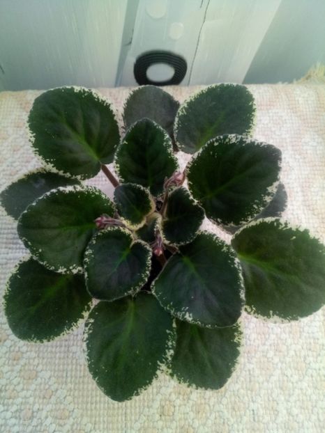 29 nov - LE Odaliska - LE Sultan s Maid