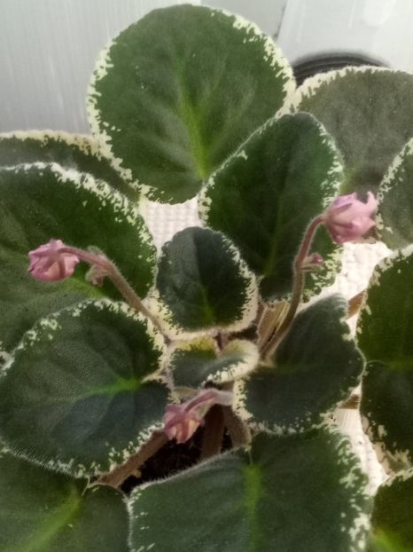 5 dec - LE Odaliska - LE Sultan s Maid