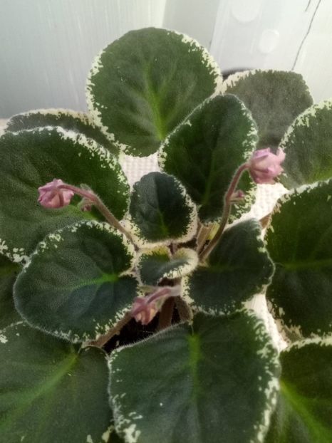 5 dec - LE Odaliska - LE Sultan s Maid