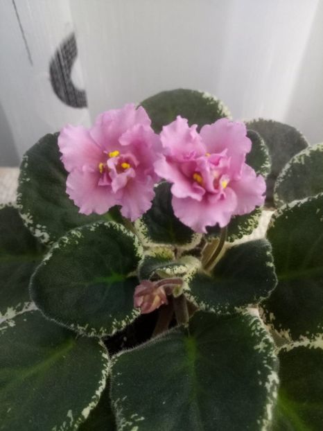 8 dec - LE Odaliska - LE Sultan s Maid