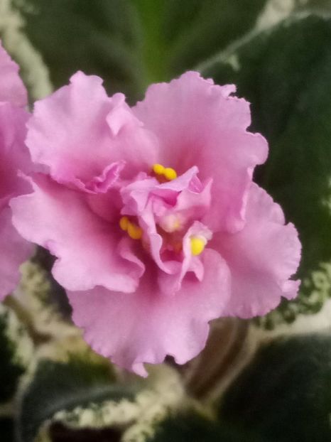 8 dec - LE Odaliska - LE Sultan s Maid