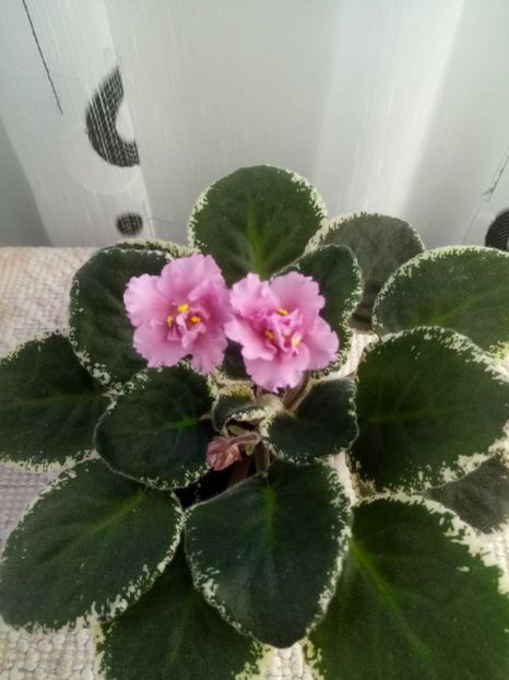 8 dec - LE Odaliska - LE Sultan s Maid