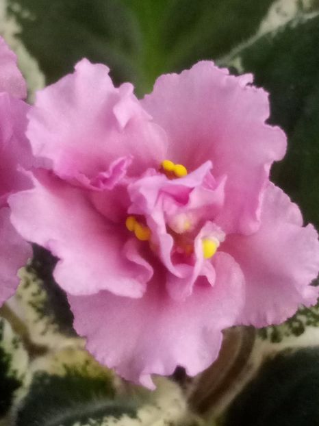 8 dec - LE Odaliska - LE Sultan s Maid