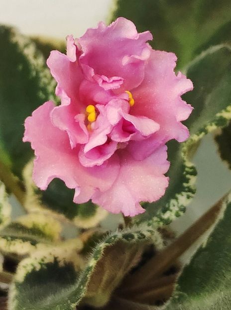 9 dec - LE Odaliska - LE Sultan s Maid