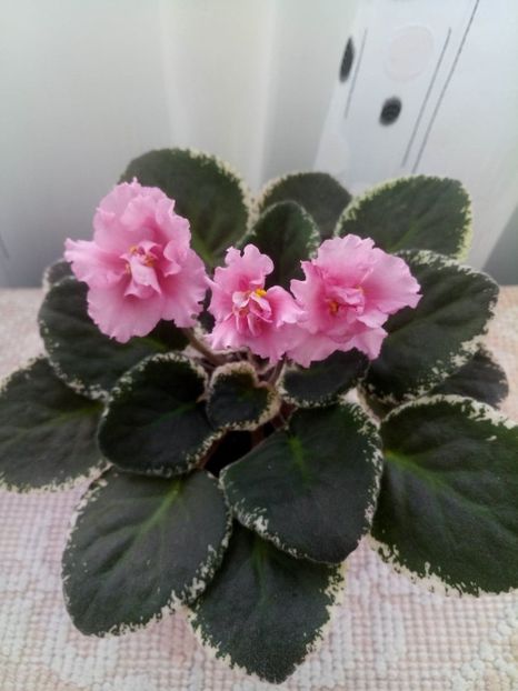 13 dec - LE Odaliska - LE Sultan s Maid