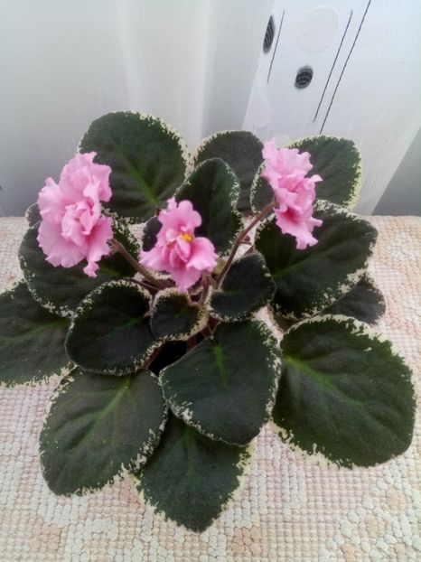 13 dec - LE Odaliska - LE Sultan s Maid