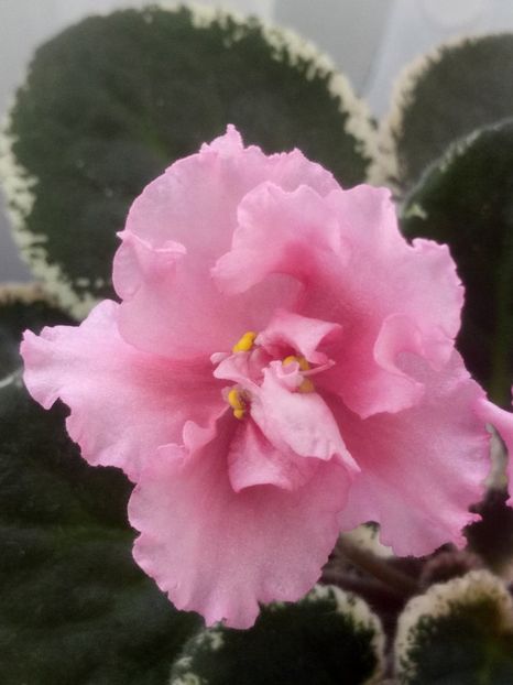 13 dec - LE Odaliska - LE Sultan s Maid