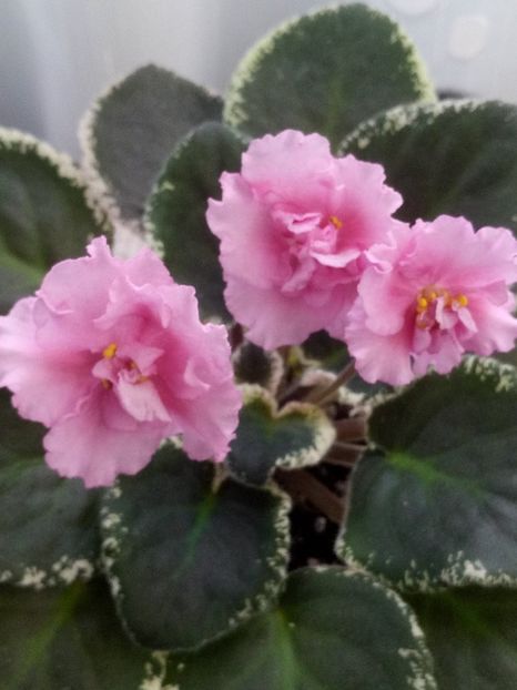 14 dec - LE Odaliska - LE Sultan s Maid