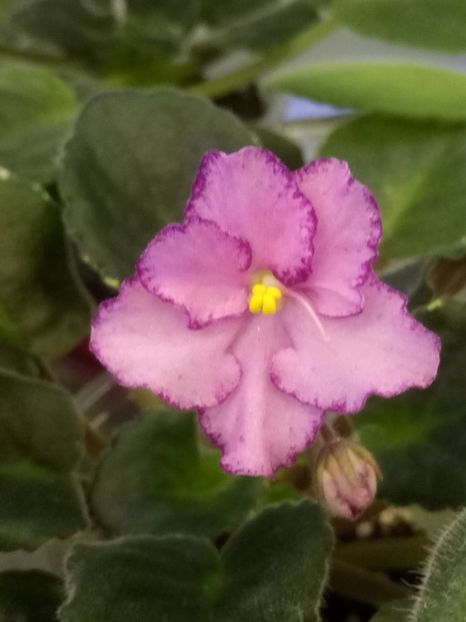 8 dec - ZZ Buckeye Cherry Topping