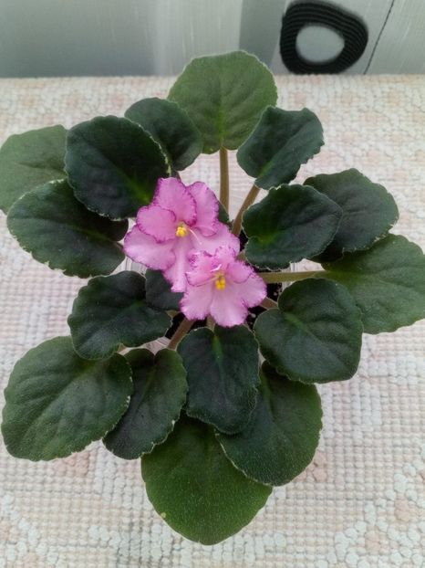 13 dec - ZZ Buckeye Cherry Topping