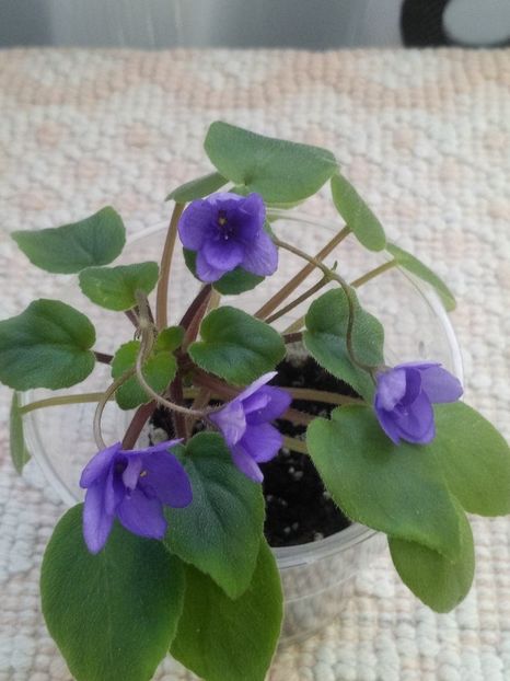 14 dec - ZZ Cedar Creek Stormy sport