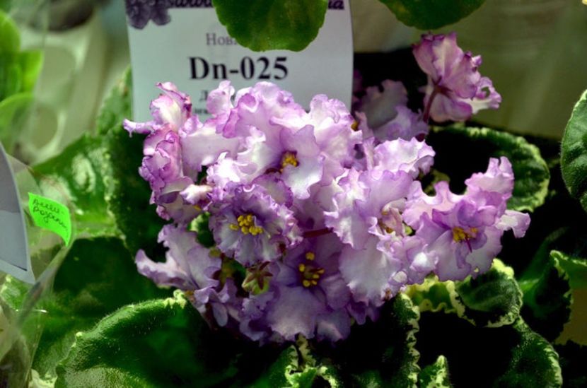 DN Sultana 025 - AA Violete in colecție poze net