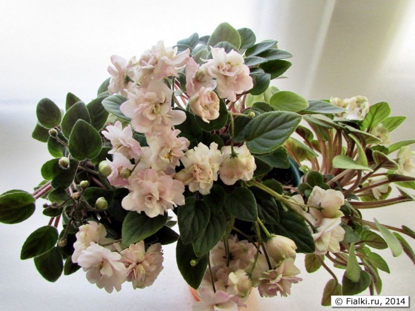 Pink Mint - AA Violete in colecție poze net