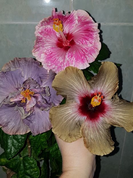  - HIBISCUS 2018