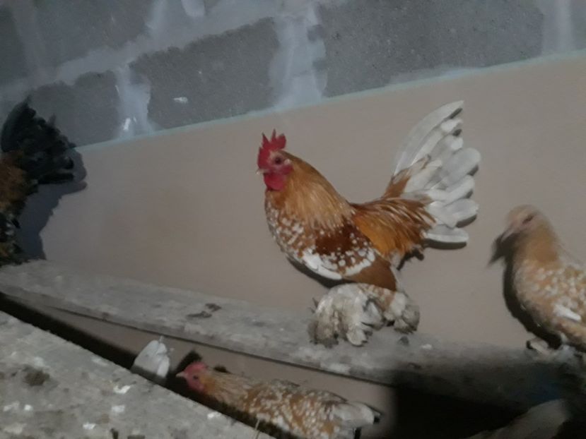  - Sectiunea 1A-Gaini mii de flori -oua si puisori!