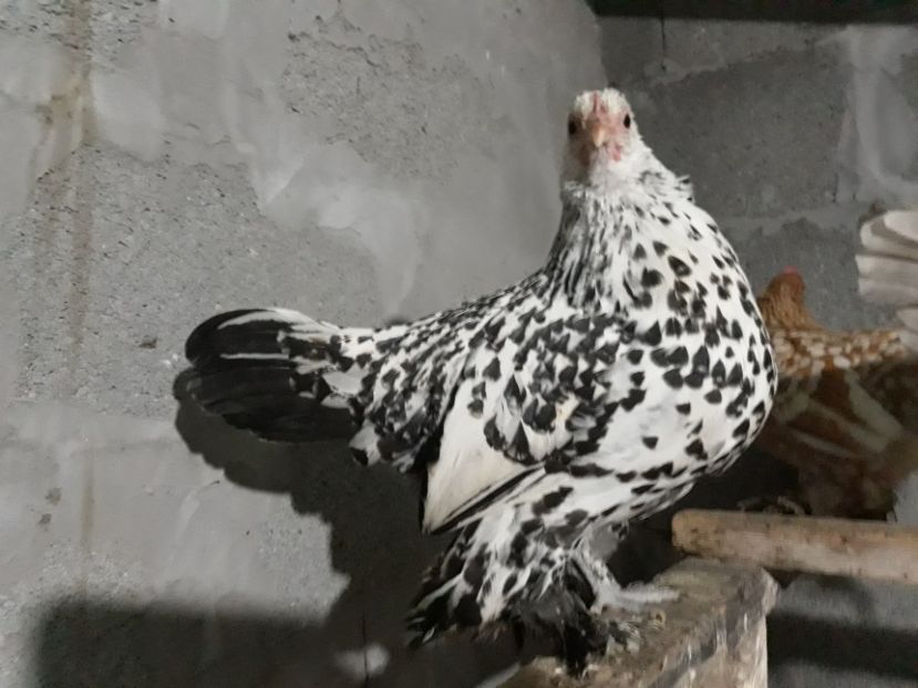  - Sectiunea 1A-Gaini mii de flori -oua si puisori!