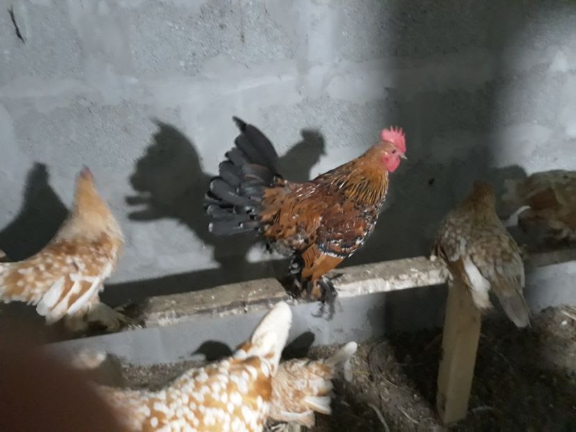  - Sectiunea 1A-Gaini mii de flori -oua si puisori!