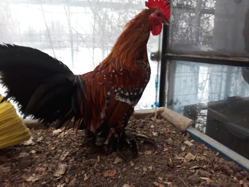  - Sectiunea 1A-Gaini mii de flori -oua si puisori!