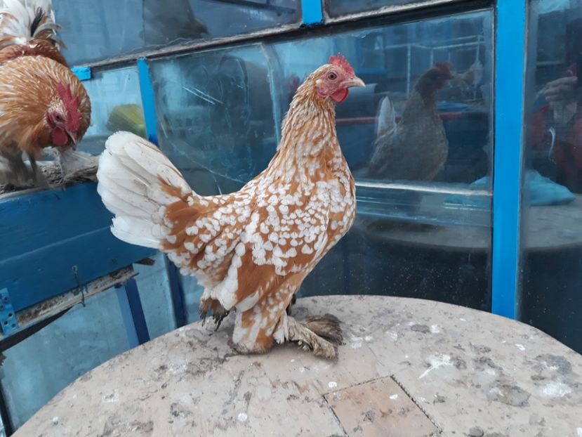  - Sectiunea 1A-Gaini mii de flori -oua si puisori!