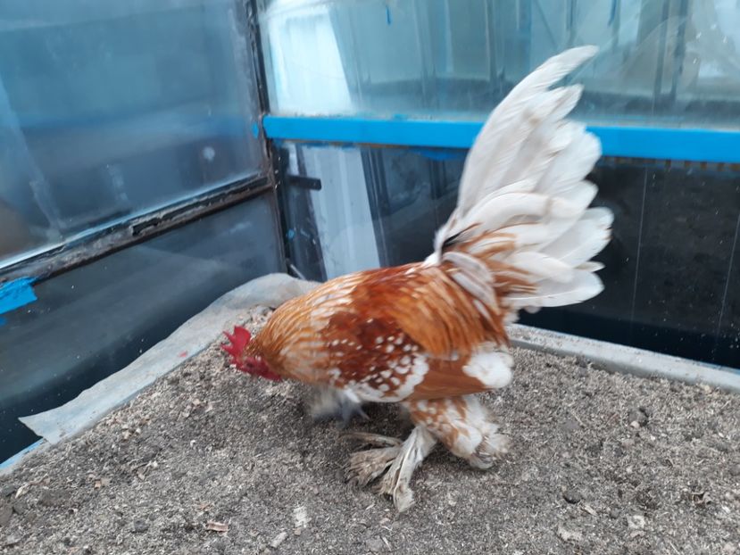  - Sectiunea 1A-Gaini mii de flori -oua si puisori!