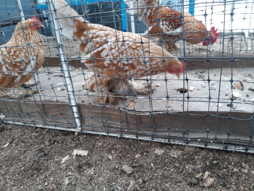  - Sectiunea 1A-Gaini mii de flori -oua si puisori!