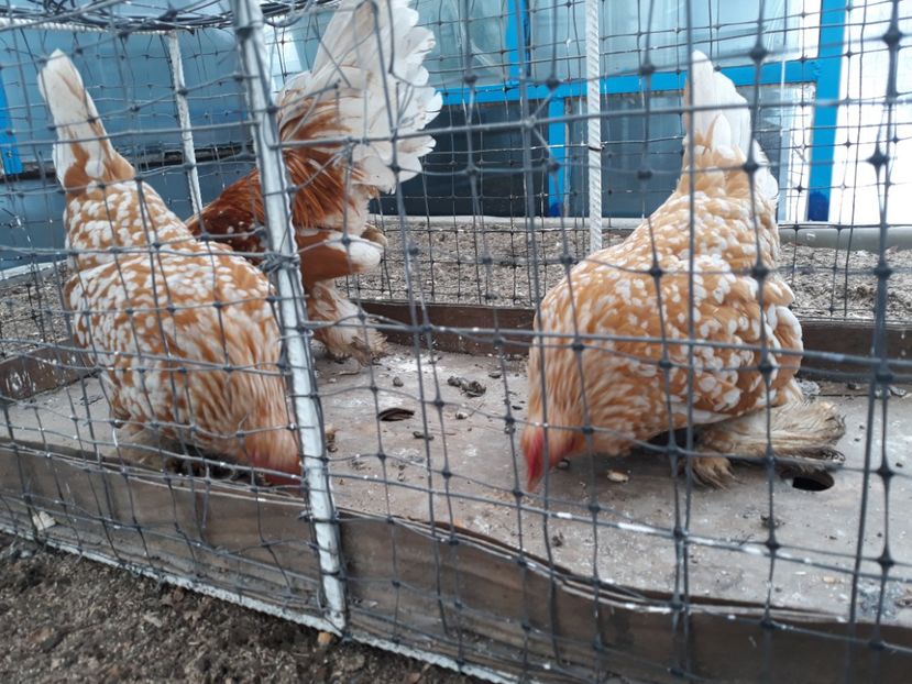  - Sectiunea 1A-Gaini mii de flori -oua si puisori!
