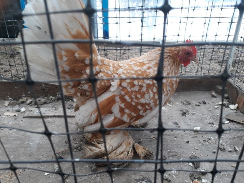  - Sectiunea 1A-Gaini mii de flori -oua si puisori!