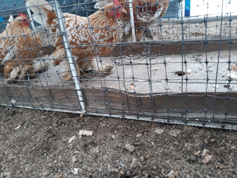  - Sectiunea 1A-Gaini mii de flori -oua si puisori!