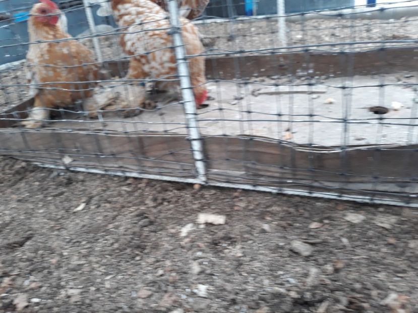  - Sectiunea 1A-Gaini mii de flori -oua si puisori!