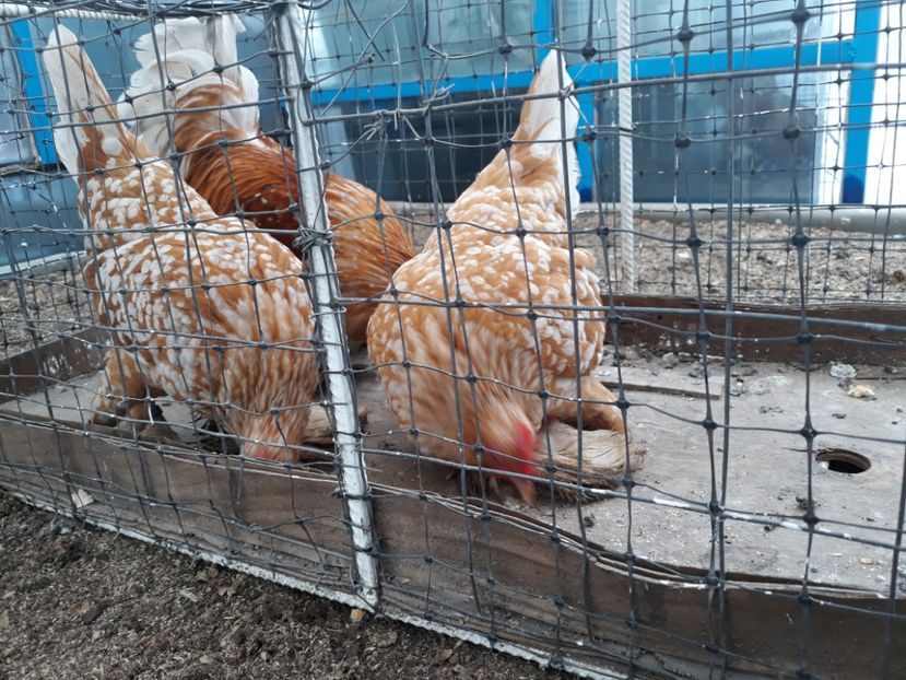  - Sectiunea 1A-Gaini mii de flori -oua si puisori!