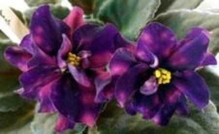 poza net - AE Strelets Elit