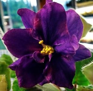 poza net - AE Strelets Elit