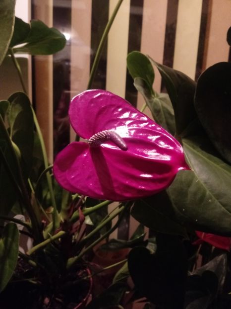  - Anthurium - Floarea Flamingo