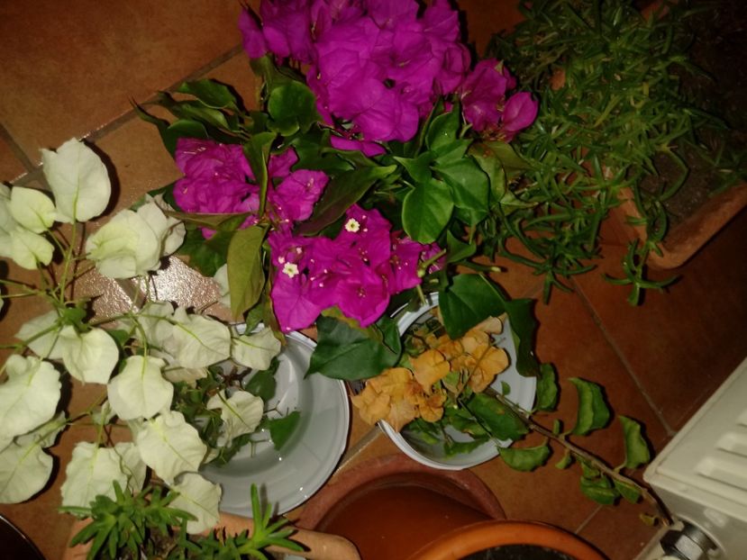  - Bougainvillea