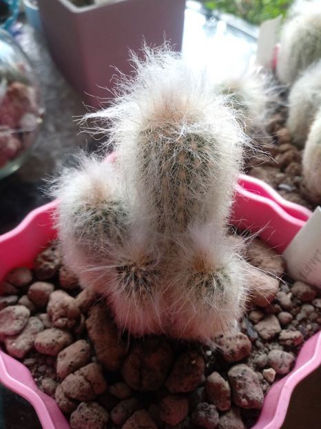  - Cactusi