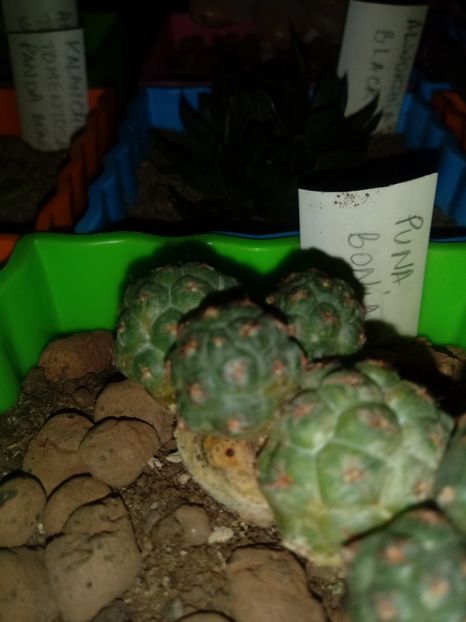  - Cactusi