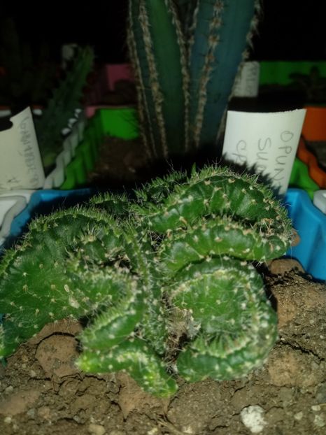  - Cactusi