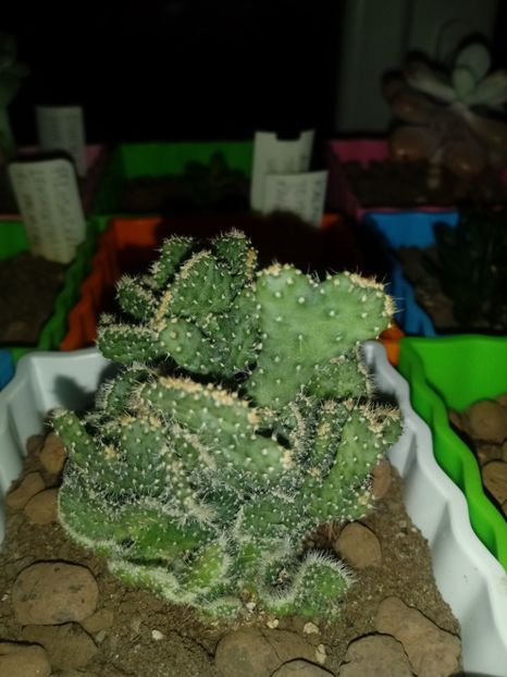  - Cactusi