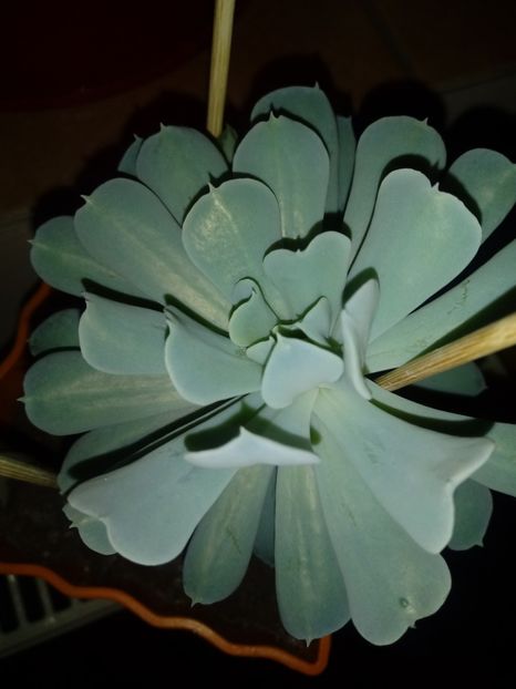  - Echeveria si alte suculente asemanatoare