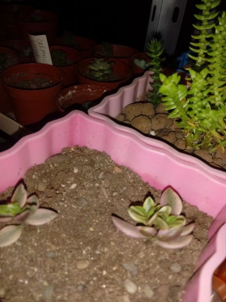  - Crassula