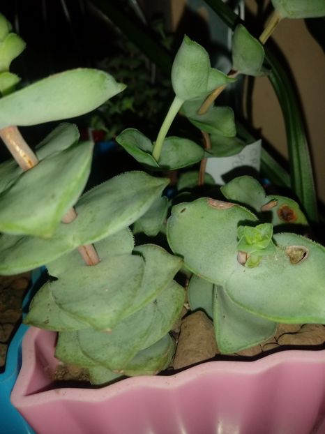  - Crassula