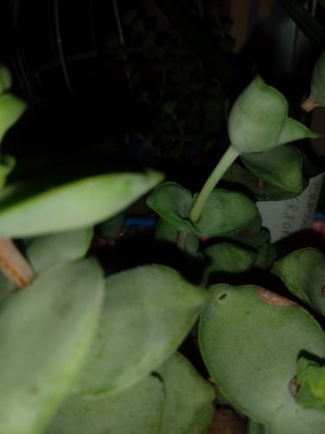  - Crassula