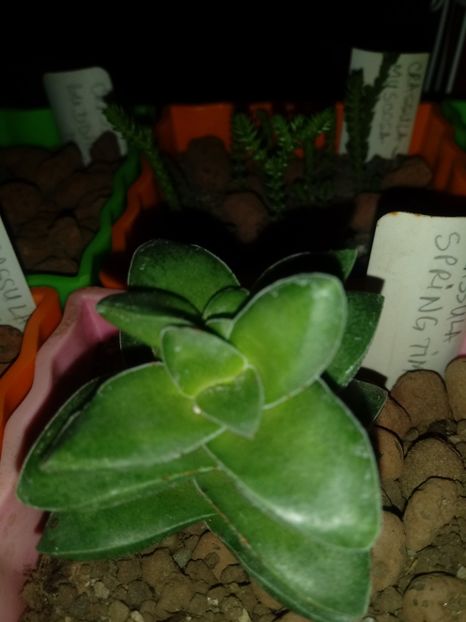  - Crassula