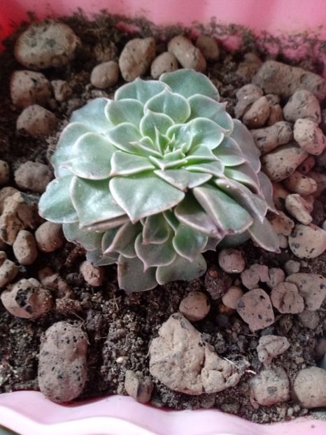  - Echeveria si alte suculente asemanatoare